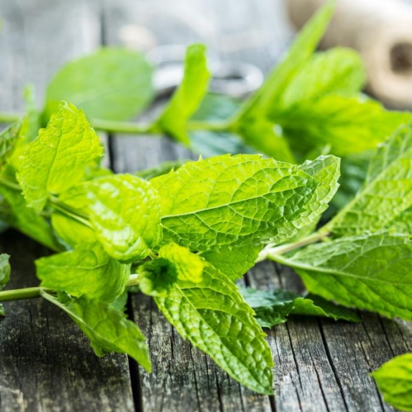 اسانس نعناع